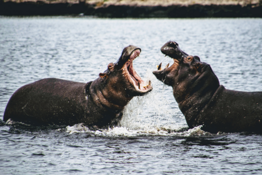 Chobe National Park - Hungry hippo's