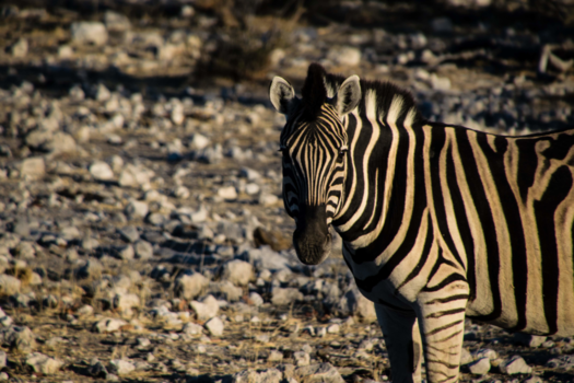Etosha National Park - Blending in