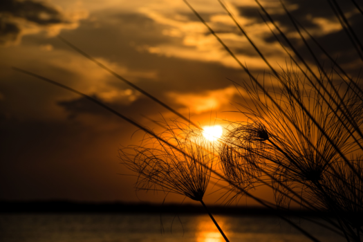 Okavango Delta - African sunset in the delta