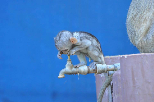 Kamanjab - Dorstig slim aapje in het warme Namibië