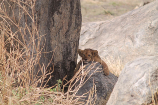 Serengeti National Park - Simba