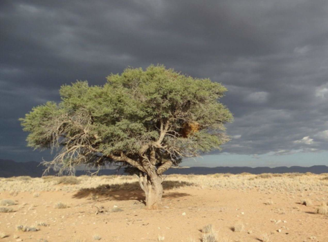 Namibië - Eenzaam maar niet alleen