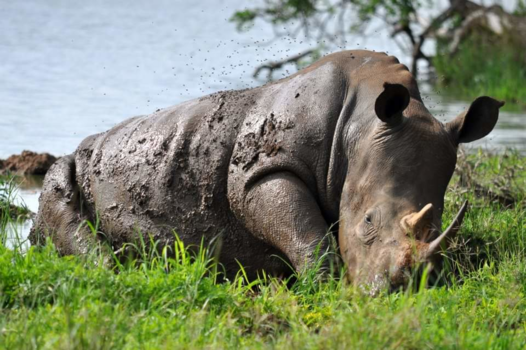 Hlane en Mkhaya wildparken - Modder monster heeft bezoekers