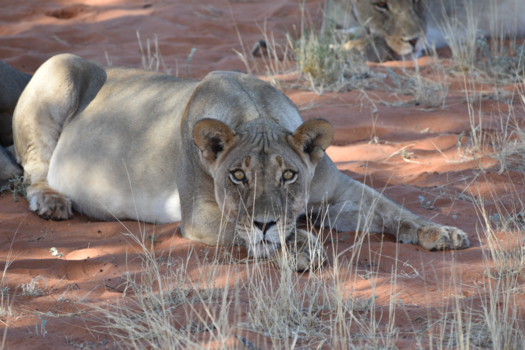 Namibië - Kalahari lion