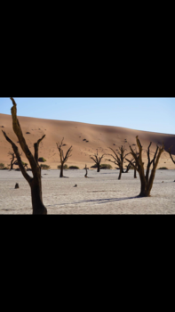 Namibië - Dode bomen in levendig landschap