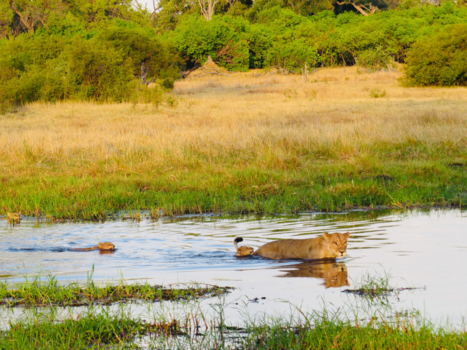 Okavango Delta - Mijn eerster rivier oversteek met mam