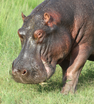 Botswana - Indrukwekkend!