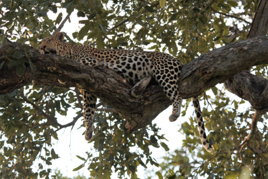 Botswana - Zwanger liggen slapen.