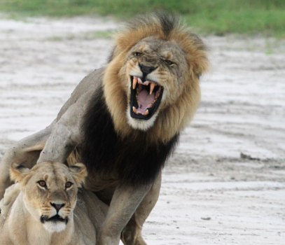 Botswana - Zorgen voor het nageslacht....