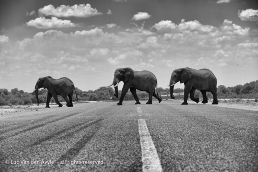 Botswana - 'Abbey Road '