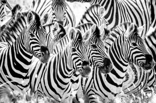 Namibië - Only stripes