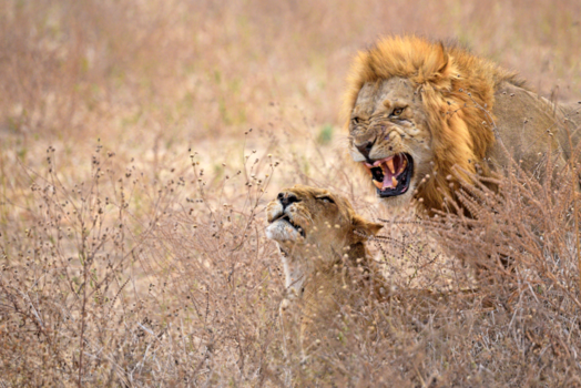 Mana Pools National Park - Heerser!