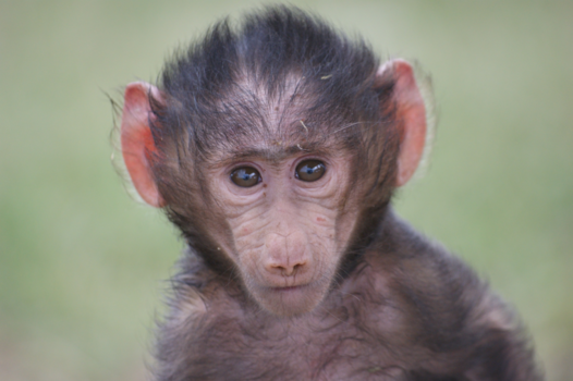 Masai Mara - There was a little monkey ...
