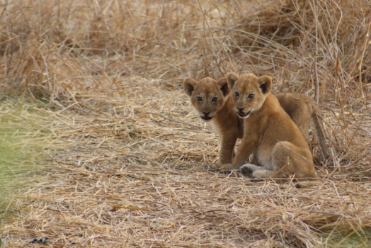 Tanzania - Little Lion Cubs in Big Africa