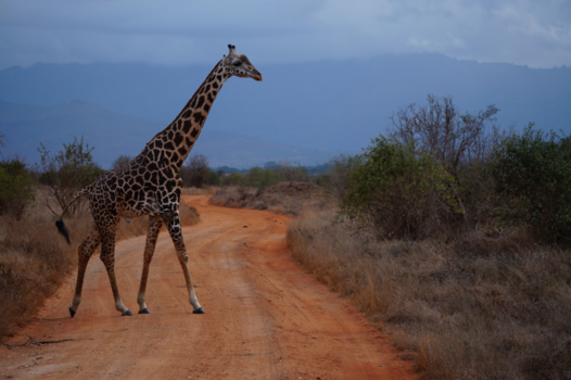 Kenia - Giraffe bij de Taiti Hills