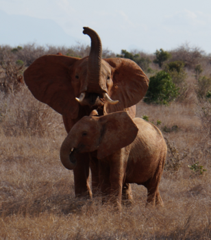 Kenia - Olifanten Tsavo East