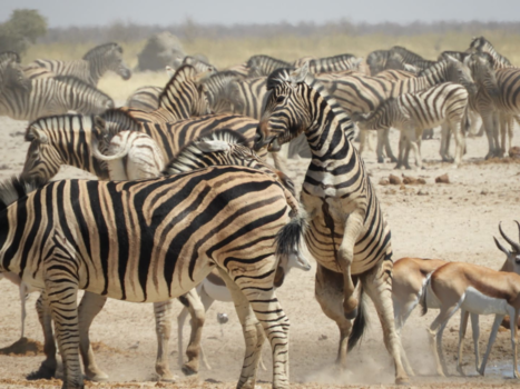 Etosha National Park - Fighting Zebras