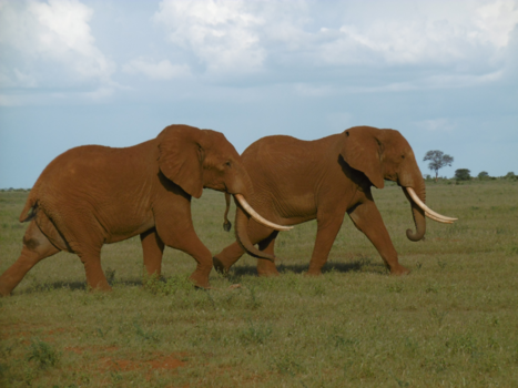 Kenia - 2 prachtige olifanten die van ver rustig onze kant uit kwamen lopen.
