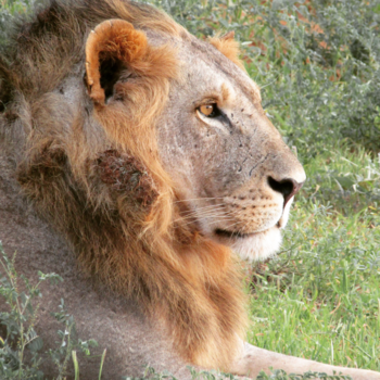 Kenia - The King