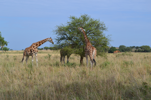 Uganda National Museum - Ongerepte schoonheid Kidepo National Park Uganda