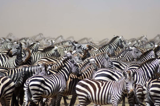 Tanzania - Zwart-Wit