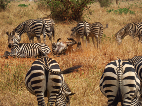 Tanzania - rollen door het zand