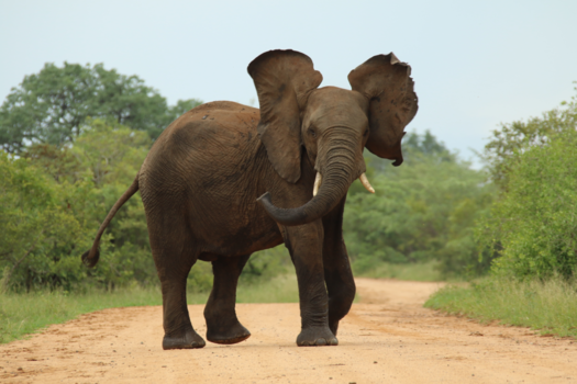 Krugerpark - overstekende olifant