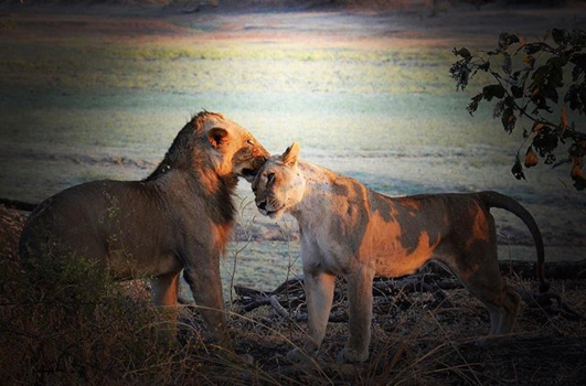 Zambia - Leeuwenliefde