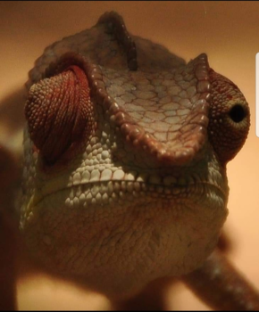 Madagaskar - Kameleon