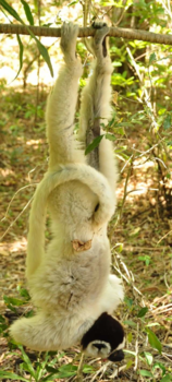 Madagaskar - Makaak die lekker aan het hangen is.
