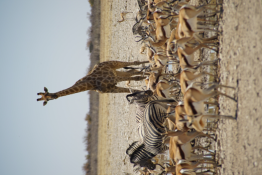 Etosha National Park - Gathering of animals