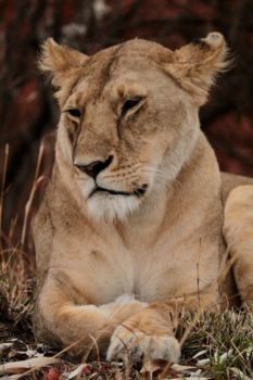 Kenia - Queen