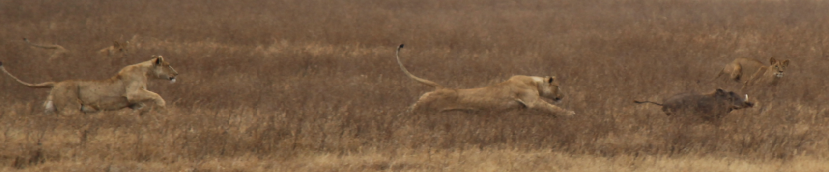 Ngorongoro krater - Jagende leeuwen