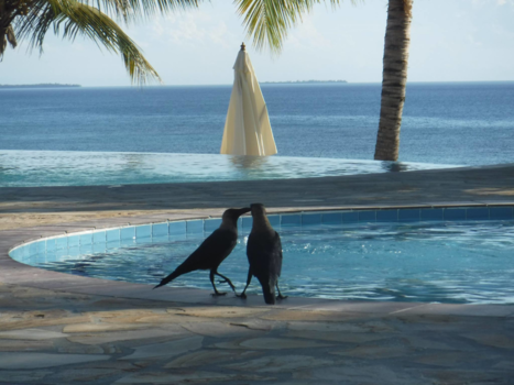 Stranden van Zanzibar - Love birds