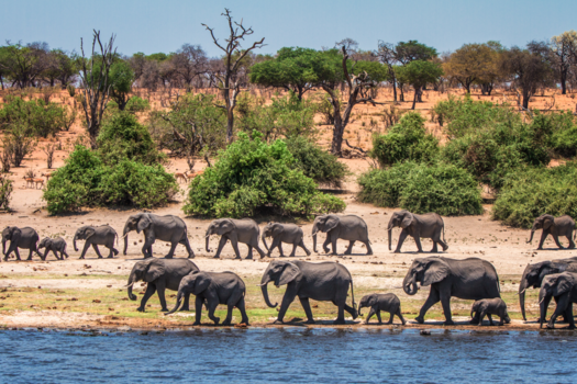 Chobe National Park - Marching Elephants