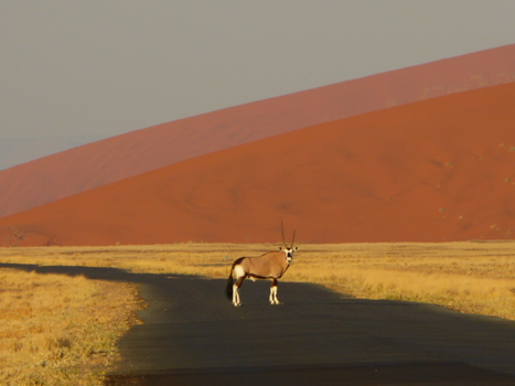 Namibië - Gemsbok