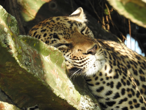 Oeganda - Sleeping beauty