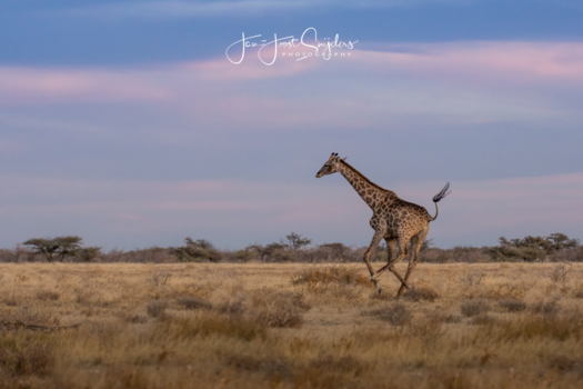 Etosha National Park - Running for my life