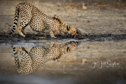 Etosha National Park - Reflection