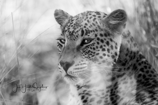 Etosha National Park - Staredown