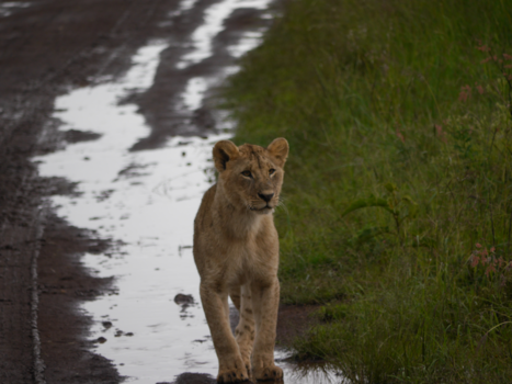 Kenia - Wildlife