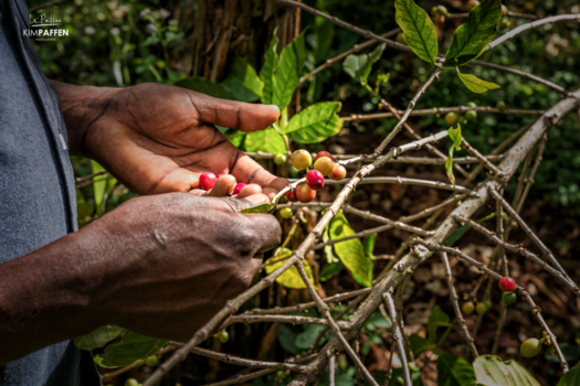 Sipi Falls - Koffietour: Plukken van de koffieboon