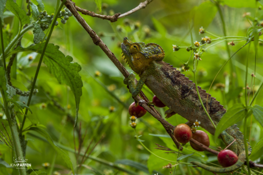 Sipi Falls - Koffietour: Kameleon in de koffieplantage