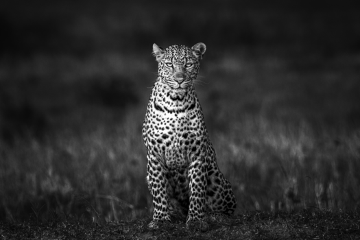 Masai Mara - "I see you" perfectly posing leopard in the Masai Mara