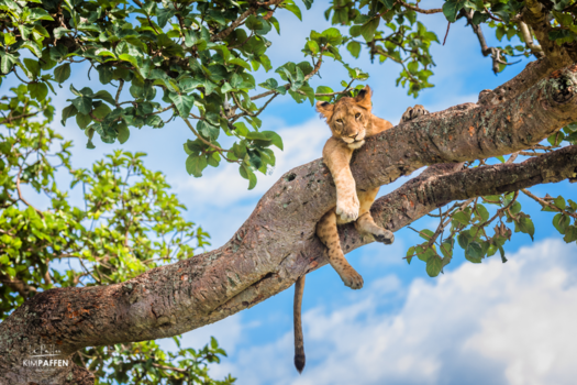 Queen Elizabeth National Park - Tree climbing lion!