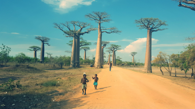 Madagaskar - Baobab laan