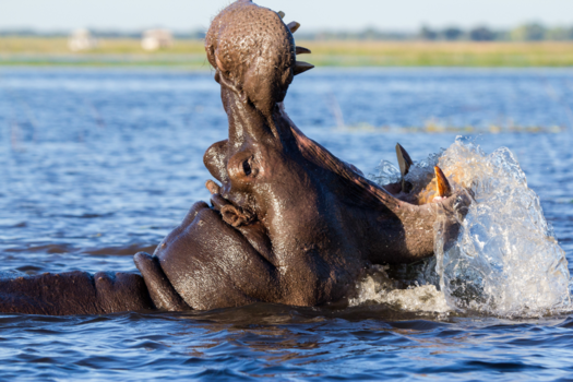 Chobe National Park - Happy Hippo in Botswana