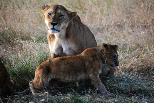 Kenia - op 2 dagen tijd (in masai mara) 2 leeuwenfamilies gezien