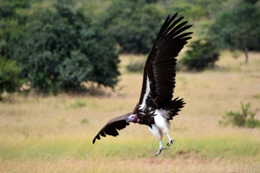 Kenia - de grote "rode" gier die samen met een 10-tal anderen de restjes van een karkas op eisen ...