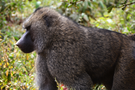 Kenia - zoals bij ons er katten in het wild rond lopen ... zijn het daar bavianen die lans de autowegen staan te bedelen voor een appel of een banaan ...